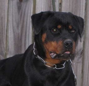 luna von der tonberger hohe female rottweiler