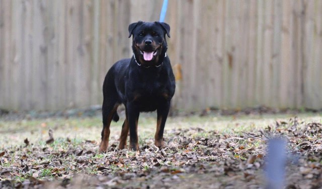 zita von der wildnis female rottweiler